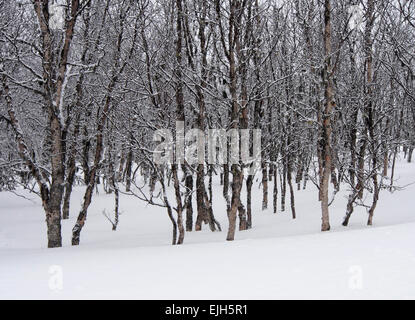 Les bouleaux dans la neige, Venabu, Norvège Banque D'Images
