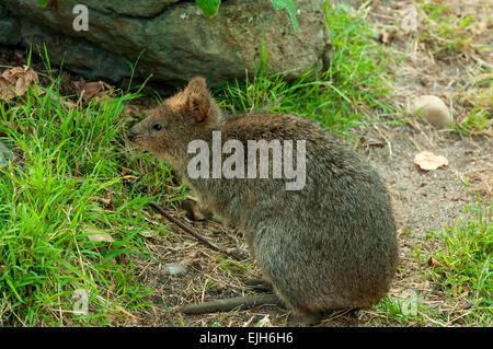 Quokka Chrysocyon brachyurus, au Zoo de Melbourne Banque D'Images