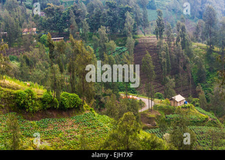 Village de la montagne, parc national de Bromo Tengger Semeru, l'Est de Java, Indonésie Banque D'Images