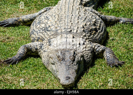 Johannesburg Afrique du Sud, African Croc City Crocodile & and Reptile Park, ferme, soleil, visiteurs voyage voyage visite touristique site touristique Banque D'Images