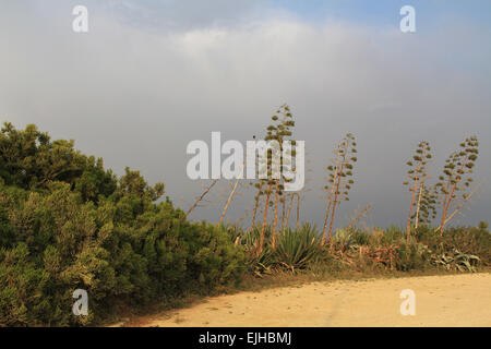 Yuccas en dehors de Césarée Maritima dans le Parc National de Césarée, en Israël, au bord de la mer Méditerranée. Banque D'Images