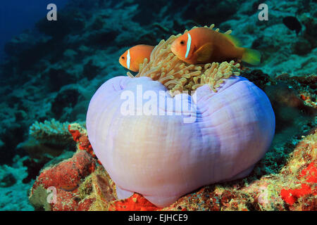 Deux Maldives poisson clown (Amphiprion nigripes) dans une anémone, South Ari Atoll, Maldives Banque D'Images