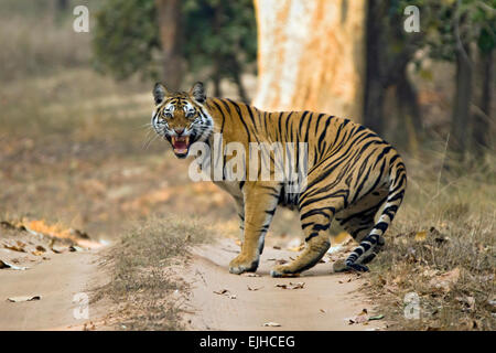 Tigre du Bengale (Panthera tigris tigris) montrant les dents, Bandhavgarh, Inde Banque D'Images