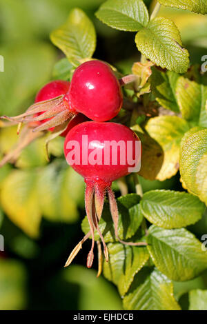 D'églantier Rosa rugosa fermer jusqu'à l'automne Banque D'Images