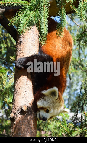 Le panda rouge est l'escalade dans l'arbre Banque D'Images