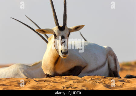 Oryx d'close up. Banque D'Images