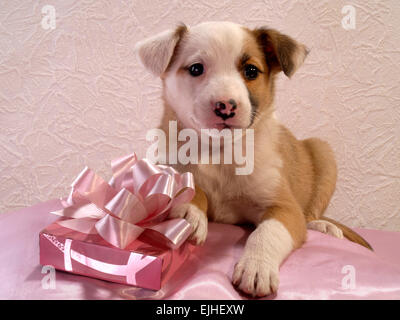 Chiot avec un coeur rose et un cadeau. Banque D'Images