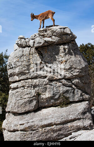 Le bouquetin ibérique (Capra pyrenaica) dans la réserve naturelle de montagnes karstiques, El Torcal, Torcal de Antequera, Andalousie, Espagne Banque D'Images