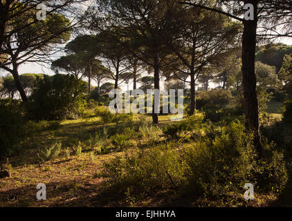 Forêt de pins, Parc Naturel de La Breña y Marismas de Barbate el, Andalousie, Espagne Banque D'Images