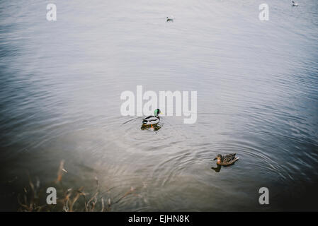 Photographie de au-dessus de deux canards nageant dans un lac peu profond de l'eau. Banque D'Images