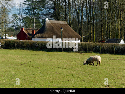 Moutons et agneaux, St Fagans National History Museum/Amgueddfa Werin Cymru, Cardiff, Pays de Galles, Royaume-Uni. Banque D'Images