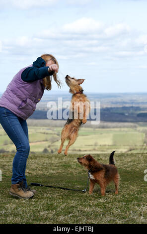 Brighton, UK. 27 mars, 2015. Un chien Walker s'amuser dans le soleil du printemps météo à Démons digue sur les South Downs près de Brighton aujourd'hui. Crédit : Simon Dack/Alamy Live News Banque D'Images