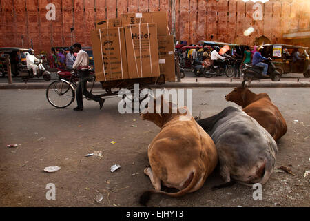 Homme porte local sur les boîtes de location passé les vaches, à Agra Inde Banque D'Images