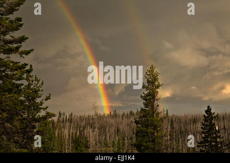 Ou01790-00...OREGON - un arc-en-ciel sur une forêt brûlée autour de lac Jack dans la forêt nationale de Deschutes. Banque D'Images