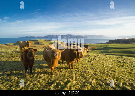 Glengorm Highland cattle à Isle of mull Banque D'Images