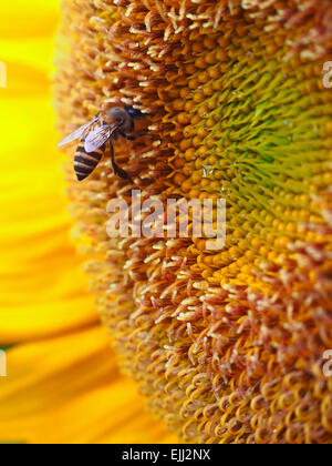 Close Up sur abeilles un tournesol Banque D'Images