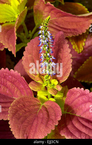 Coléus rougeâtre, couleur saumon, feuilles et fleurs de couleur violette sur la tige des plantes. Banque D'Images