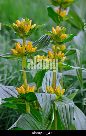 Gentiane (Gentiana punctata tacheté) en fleur dans les Alpes Banque D'Images