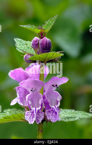 Repéré deadnettle / Purple dragon (Lamium maculatum) en fleurs Banque D'Images