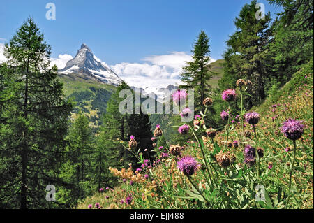 Plus de centaurée maculée (Centaurea scabiosa) en fleurs près du Cervin dans les Alpes suisses, en Valais, Suisse Banque D'Images