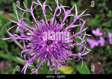 Plus de centaurée maculée (Centaurea scabiosa) en fleurs Banque D'Images