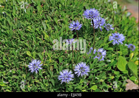 Coeur feuilles globe daisy / Coeur-leaved globe daisies (Globularia cordifolia) en fleur, originaire de l'Alpes et Pyrénées Banque D'Images