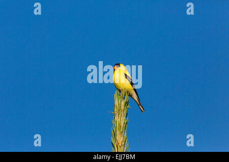 Chardonneret jaune mâle perché sur un arbre de pin rouge Banque D'Images