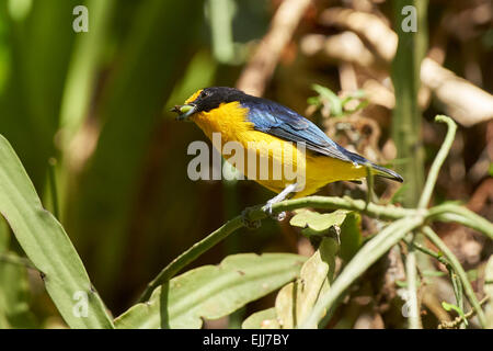 Euphonia violacé perché Banque D'Images
