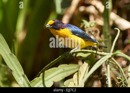 Euphonia violacé perché Banque D'Images