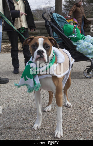 Boxer dog habillé pour St.Patrick's Day à la parade de Park Slope, Brooklyn (NY). Banque D'Images