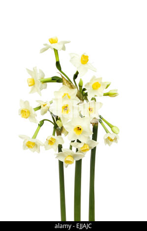 Bouquet de jonquilles jaune blanc avec des centres isolés contre white Banque D'Images