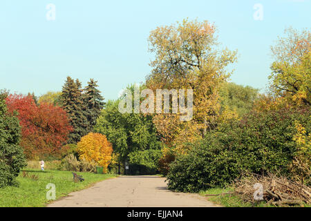 La route qui mène dans une belle forêt d'automne Banque D'Images