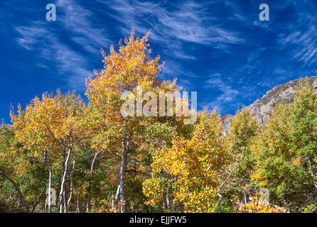 Les feuilles colorées dans Lundy Canyon dans la partie Est de la Sierra Banque D'Images