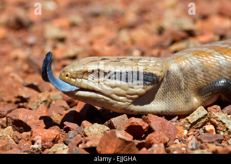 Close-up du Centralian langue bleue (Tiliqua multifasciata scinque), Parc national de Karijini, Australie occidentale Banque D'Images