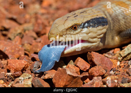 Close-up du Centralian langue bleue (Tiliqua multifasciata scinque), Parc national de Karijini, Australie occidentale Banque D'Images