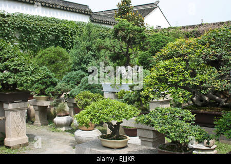 Jardin avec des plantes ornementales dans le style de bonsaï Banque D'Images