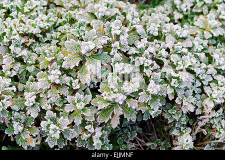 Le givre sur une feuilles vertes Banque D'Images