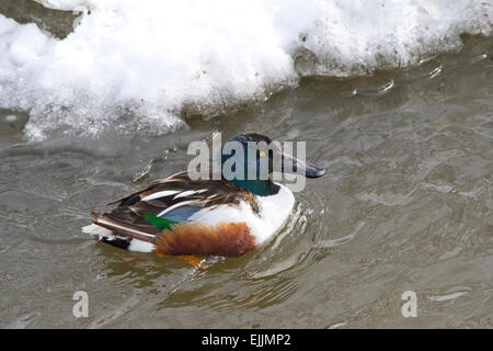 Un mâle Canard souchet Canard. Banque D'Images