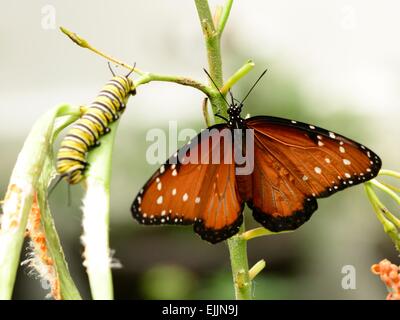 Papillon et l'usine Caterpillar sur Banque D'Images