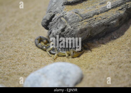 Scorpion sous une roche Banque D'Images