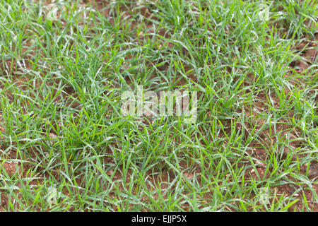 Close up of fresh grass céréales épais avec de l'eau tombe tôt le matin Banque D'Images