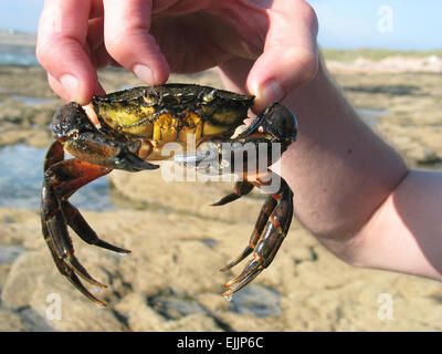 Homme de main tenant un grand crabe vivant sur une plage du Devon, UK Banque D'Images