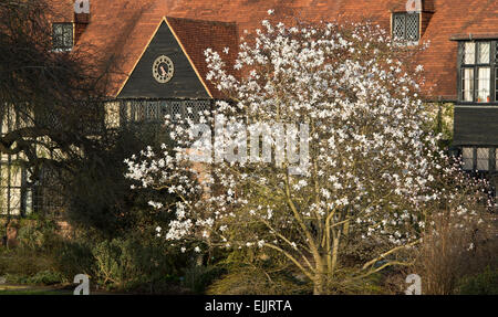 Floraison de printemps Magnolia x loebneri merrill arbre en face de la RHS Wisley bâtiment des laboratoires. Wisley, Surrey, UK Banque D'Images