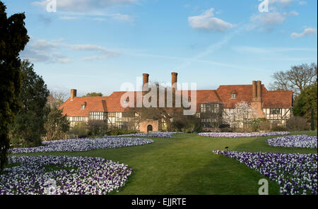 Crocus printemps pelouse en face de la RHS Wisley bâtiment des laboratoires. Wisley, Surrey, UK Banque D'Images
