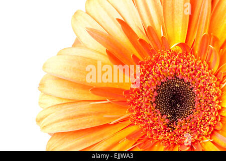 Fleur gerbera rouge vif fragment isolé sur fond blanc, macro photo Banque D'Images