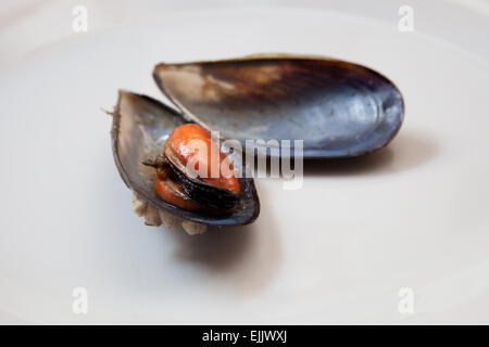 Fermer vue détaillée de bouillie de moules dans une assiette. Isolé sur fond blanc Banque D'Images