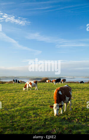 Le pâturage du bétail sur les rives de la rivière Moy, Comté de Sligo, Irlande. Banque D'Images