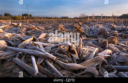 Frost et sec les feuilles matures épis de maïs après la récolte. Tourné à partir de la parole un matin froid de l'hiver, Badajoz, Espagne Banque D'Images