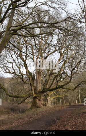 Vieux Platane occidental et avec l'écosse birnam oak derrière mars 2015 Banque D'Images