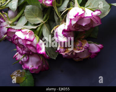 roses fanées Banque D'Images